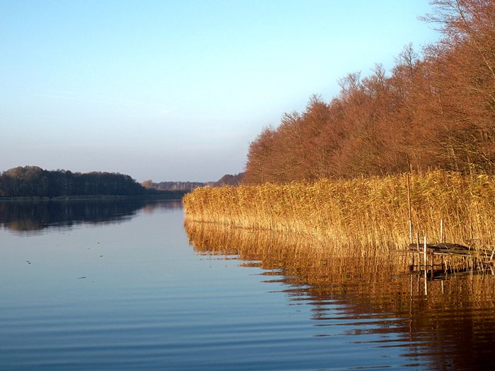 Waldstimmung