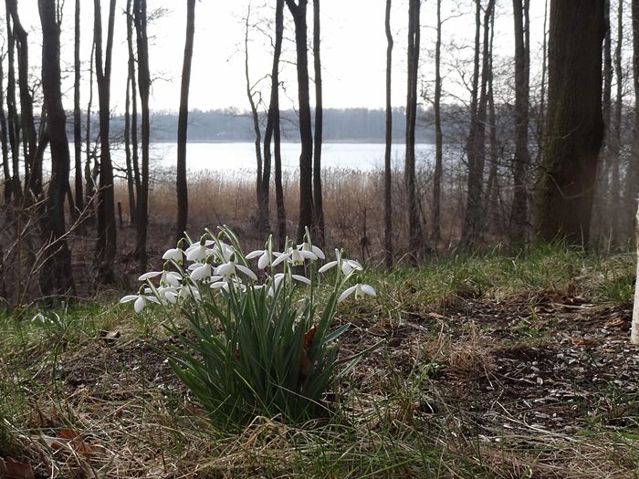 Schneeglöckchen im Bergland, 7.3.2015