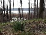 Schneeglöckchen im Bergland, 7.3.2015