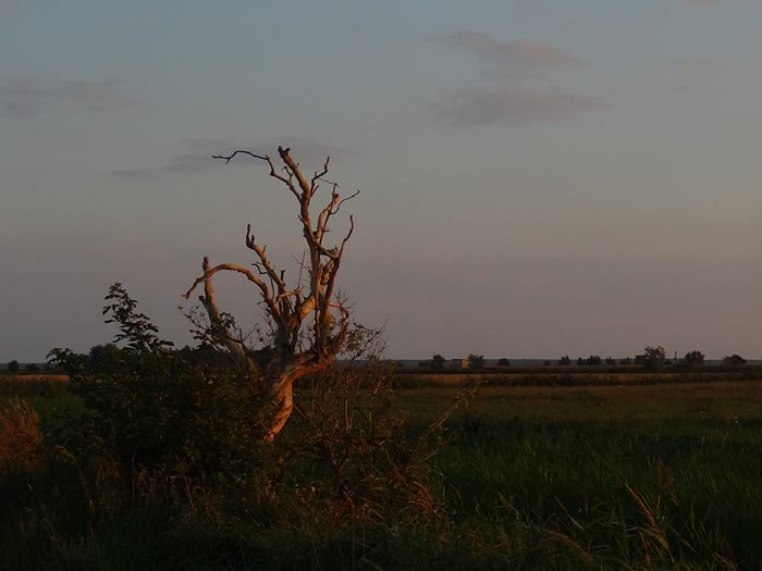 Abendsonne über den Wiesen