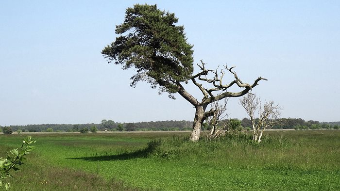 im Nationalpark Darss bei Wieck