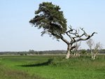 im Nationalpark Darss bei Wieck