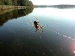 Spinne am See Herbst 2011